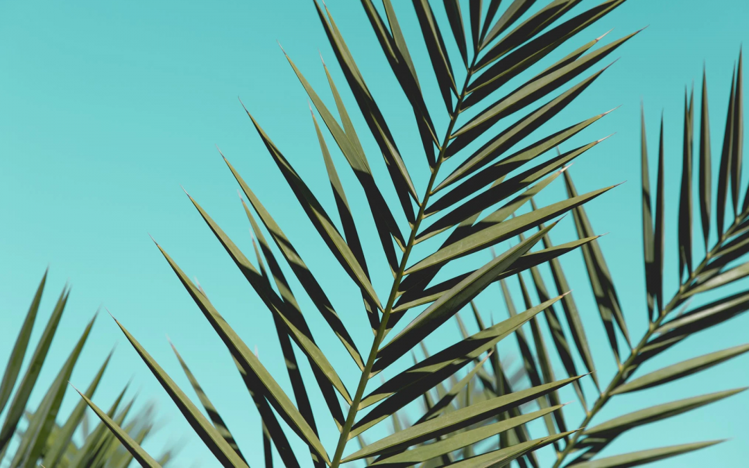 Service for Palm Sunday 5th April 2020